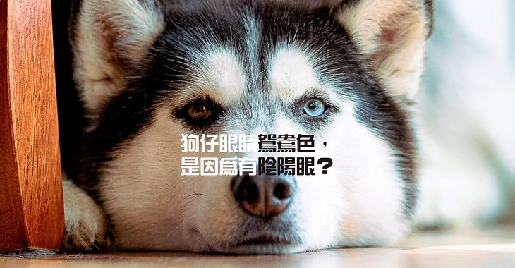 狗仔眼睛鴛鴦色,是因為有陰陽眼? – DearPet
